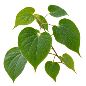 Horny Goat Weed
